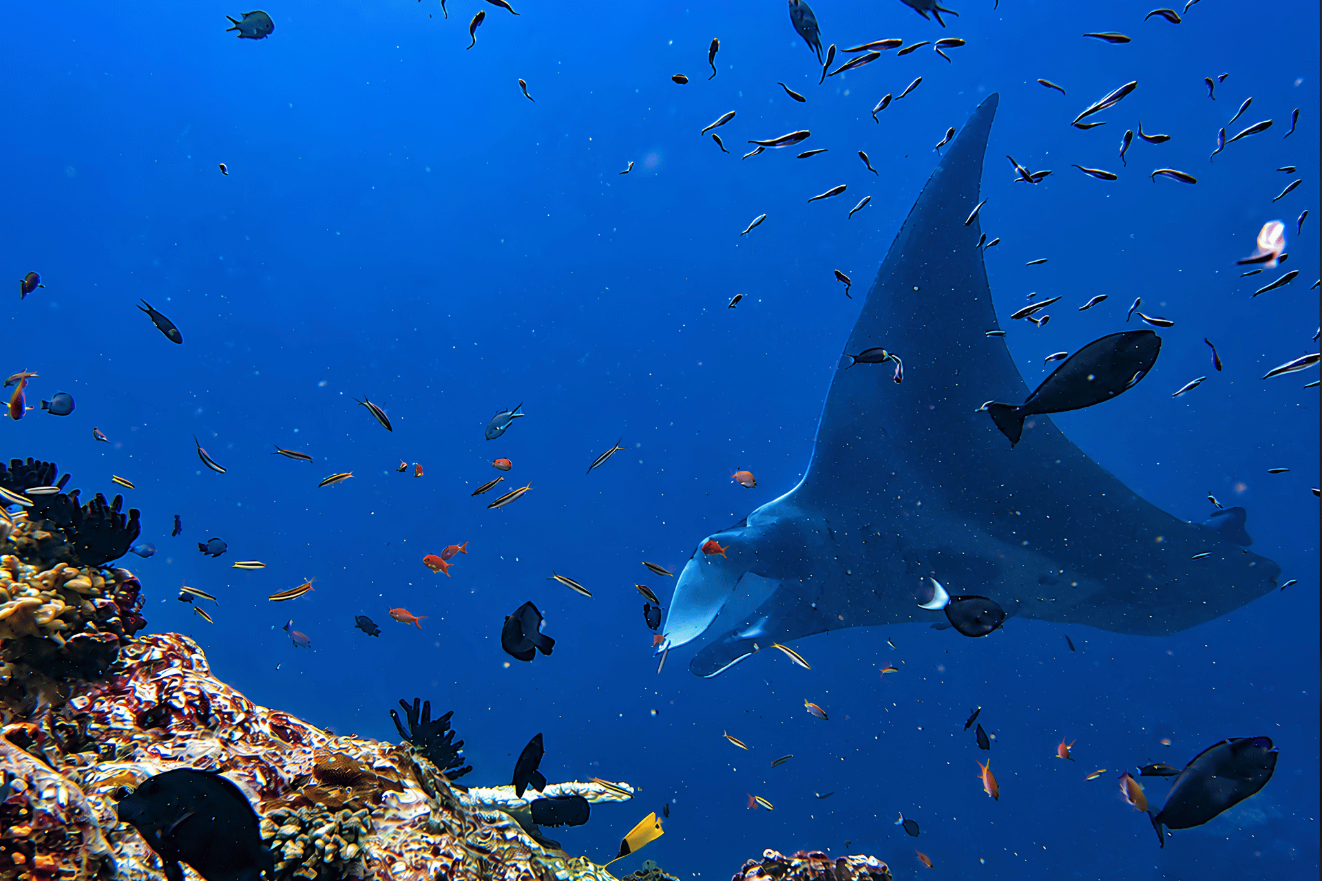 Concept visual of a manta ray in open water